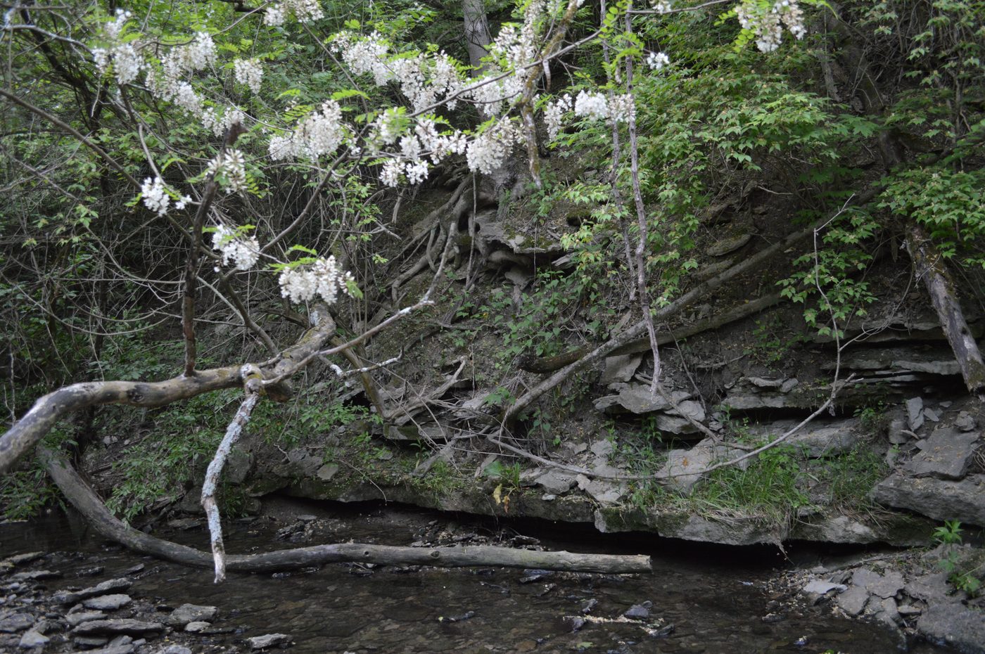 A creek (Spring Run) with layered rock outcrops in the woods of Winton Woods park in Hamilton County, Ohio. photo